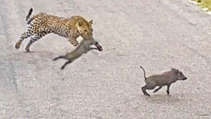 Greedy Leopard Wants 2 Baby Warthogs
