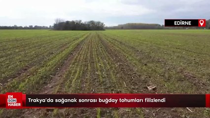 Trakya'da sağanak sonrası buğday tohumları filizlendi