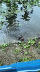 Spoon-Feeding a Catfish