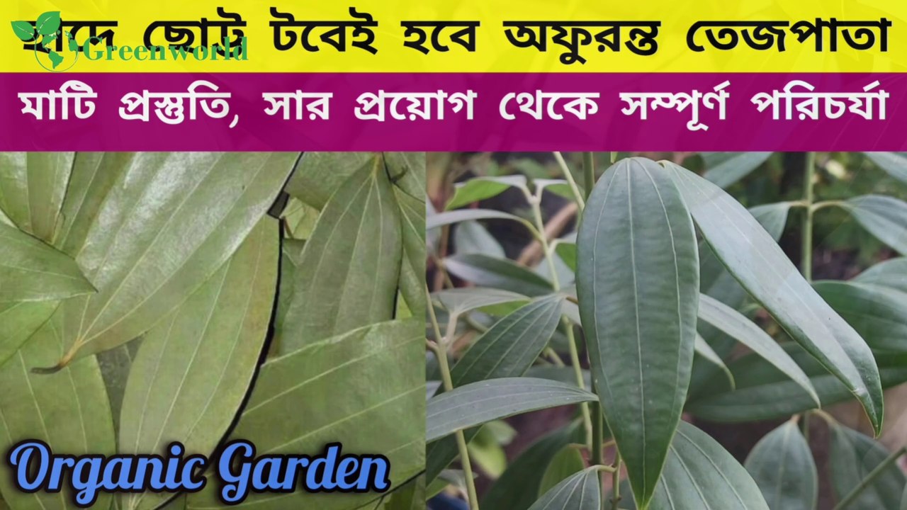 টবে তেজপাতা গাছের মাটি প্রস্তুতি, সার প্রয়োগ থেকে সম্পূর্ণ পরিচর্যা বিস্তারিত ।। Bay Leaf Plant