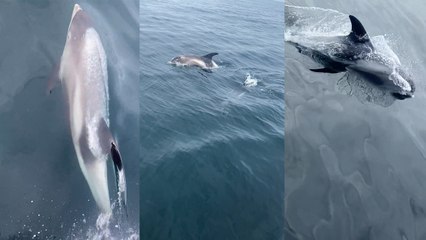 Close encounter with pod of white-beaked dolphins in UK