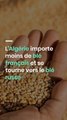 L'Algérie importe moins de blé français et se tourne vers le blé russe