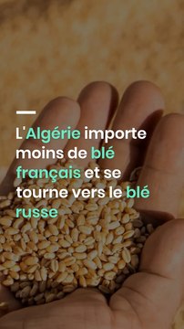 L'Algérie importe moins de blé français et se tourne vers le blé russe