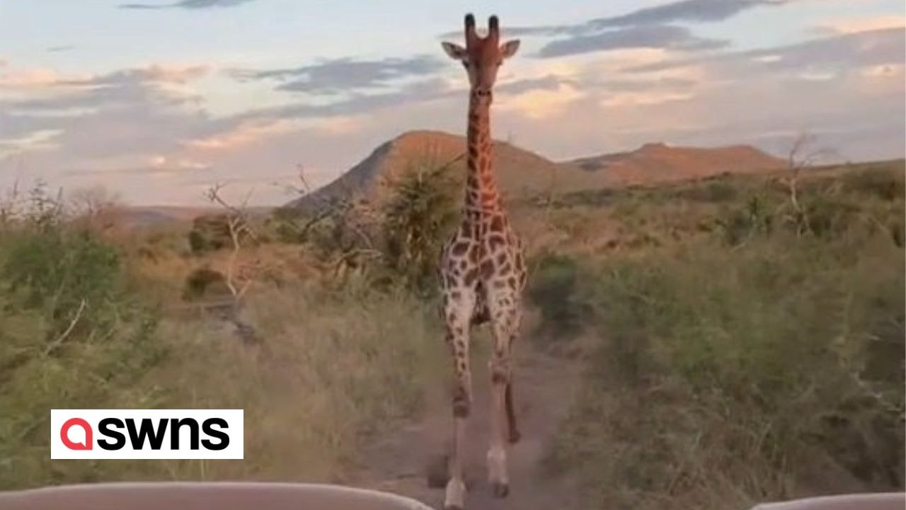 Giraffe jagt Fahrzeug mit Touristen durch südafrikanischen Safaripark