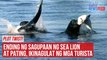 Ending ng sagupaan ng sea lion at pating, ikinagulat ng mga turista | GMA Integrated Newsfeed