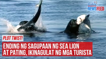 Ending ng sagupaan ng sea lion at pating, ikinagulat ng mga turista | GMA Integrated Newsfeed