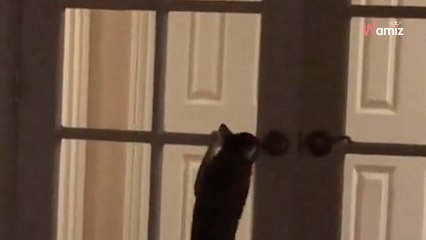 La porte de sa maison s'ouvre mystérieusement : elle surprend le coupable sur le fait et explose de rire (vidéo)