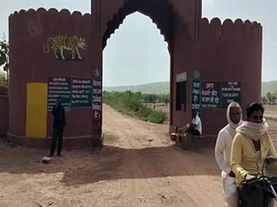 रामगढ-विषधारी टाइगर रिजर्व में बाघों का कुनबा बढऩे से जगी उम्मीद-video