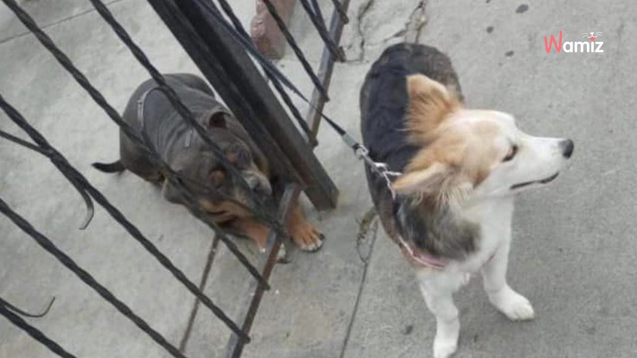 Il rentre du travail et a du mal à en croire ses yeux en voyant ce qui l'attend devant son portail