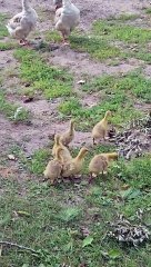 Noisy Cobra Chickens Adopt Goslings