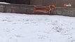 Ce chien découvre la neige pour la première fois : 10,9M d'internautes restent scotchés devant sa réaction (vidéo)
