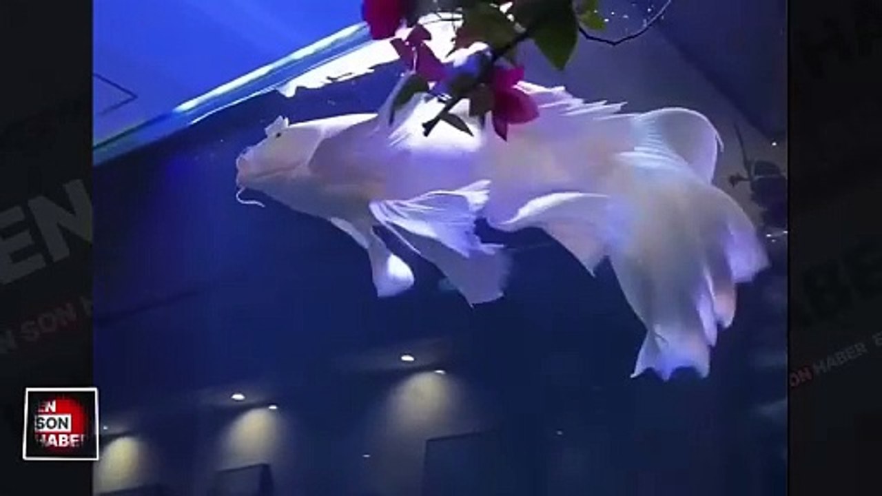 Güzelliğiyle büyüleyen Koi balığı