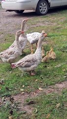 Noisy Cobra Chickens Adopt Goslings