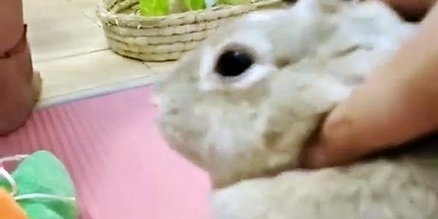 Training For Kimono Beauty Japanese