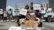 Corea Del Sur Prohibirá El Consumo De Carne De Perro
