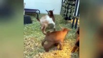 Animals Funny Videos  Try Not To Laugh Challenge  --funny videos  ⧸ Comedy videos