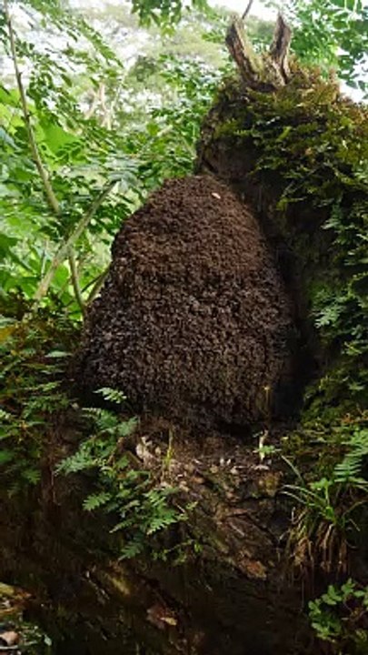 Mais quel est ce drôle de truc ?