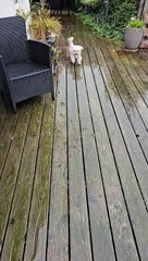 Polite Pupper Cleans Paws Before Entering House