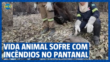 Incêndios castigam vida selvagem no Pantanal