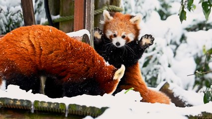 These Red Pandas LOVE Snow