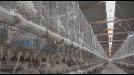 Animali "malati e feriti" nelle fattorie da pelliccia in Ue