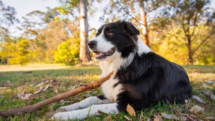 Son chien ne peut pas s'empêcher de renifler son derrière : une terrible découverte a été faite