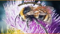 25 significados de Soñar con Abejas