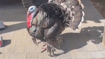'Who ya honkin' at?' - Turkey is not a big fan of owner honking her car's horn