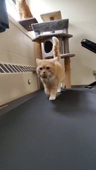 The Most Pawsome Fitness Influencer