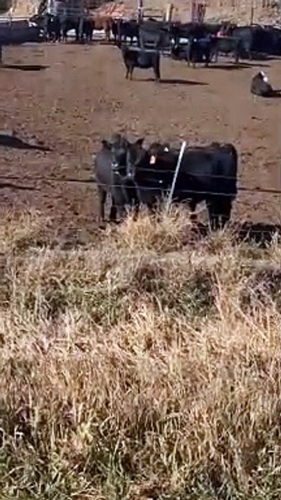 Des vaches coincées dans une échelle d'entente