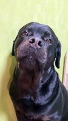 Un chien cache des bonbons volés dans sa gueule