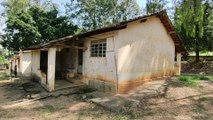 A CASA ABANDONADA DA ESTRANHA FRUTA ESPINHENTA, havia uns cachorrinhos por lá