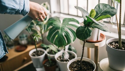 How to Get Rid of Scale on Plants in Your Home and Garden