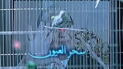 فيلم - سحر العيون - بطولة عامر منيب،  حلا شيحة 2002