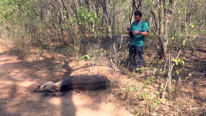 La fauna fue afectada por incendios en el parque nacional KAA-IYA
