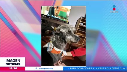 Download Video: Perrito se suma a la lista de lomitos con corte de pelo de Peso Pluma