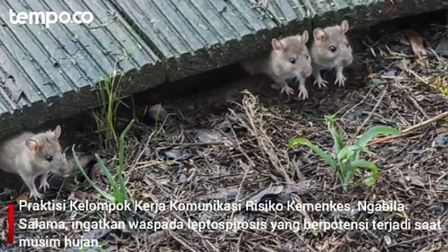Penyakit Leptospirosis Rawan Saat Musim Hujan, Ini Gejalanya
