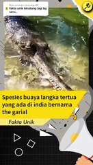 Animal reptil crocodile