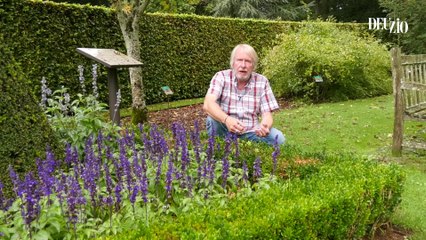 Travaux du jardin - 18 novembre 2023 : la pyrale du buis