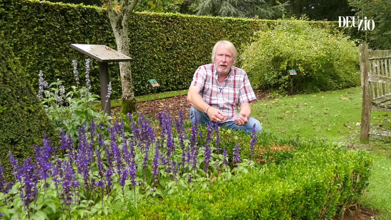 Travaux du jardin - 18 novembre 2023 : la pyrale du buis