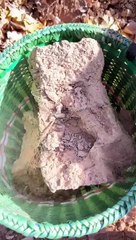 Today I made very tasty rice pakodas which my mother and I ate with great pleasure.