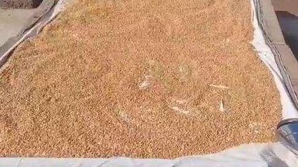 खरना आज, प्रसाद ग्रहण करने के बाद शुरू होगा निर्जला व्रत, जान लें ये जरूरी बातें