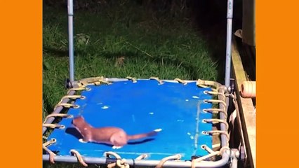 Hilarious Hoots and Furry Frolics: The Ultimate Animal Antics Compilation!