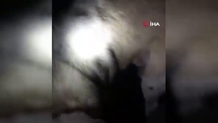Kangal Köpeği Rahatsızlanan Koyunun Başından Ayrılmadı