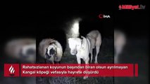 Kangal vefası ile hayret ettirdi