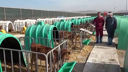 Amasya'da Yetiştirilen Jersey İnekler 'Süt Makinesi' Olarak Adlandırılıyor