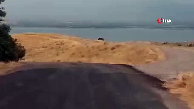 Elazığ'da yiyecek arayan domuz sürüsü görüntülendi