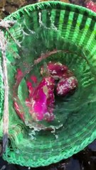 Today I went to the fields and brought sweet potatoes from there and after coming home I cooked delicious food and then my mother and I ate it.