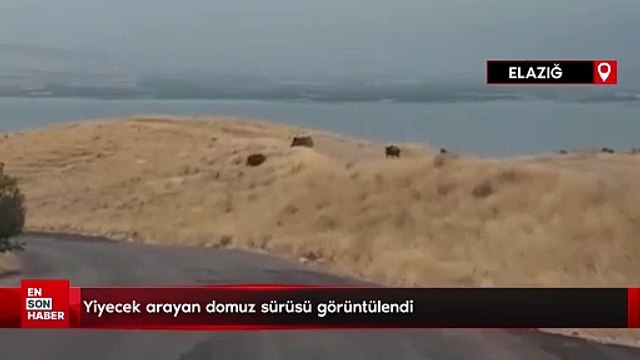 Yiyecek arayan domuz sürüsü görüntülendi