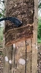 Voilà comment on récolte du caoutchouc naturel